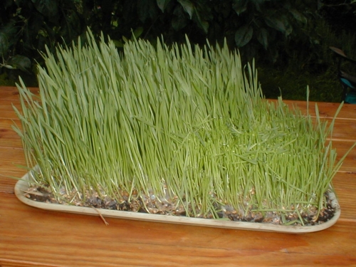 wheat grass shoots kyo-green