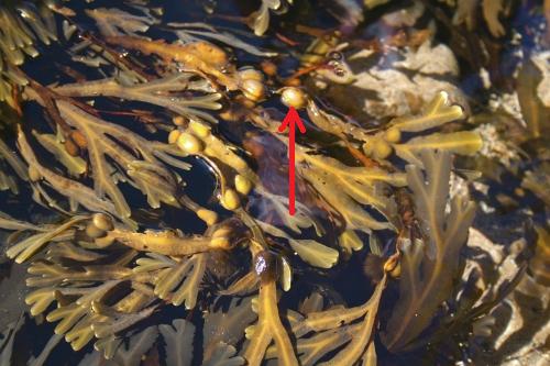 Bladderwrack gets its name from small, air-filled "bladders" that keep the plant bouyant in water. It has nothing to do with the human urinary bladder. 