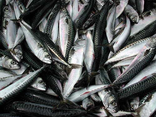 Mackerel are commonly used to make fish oil