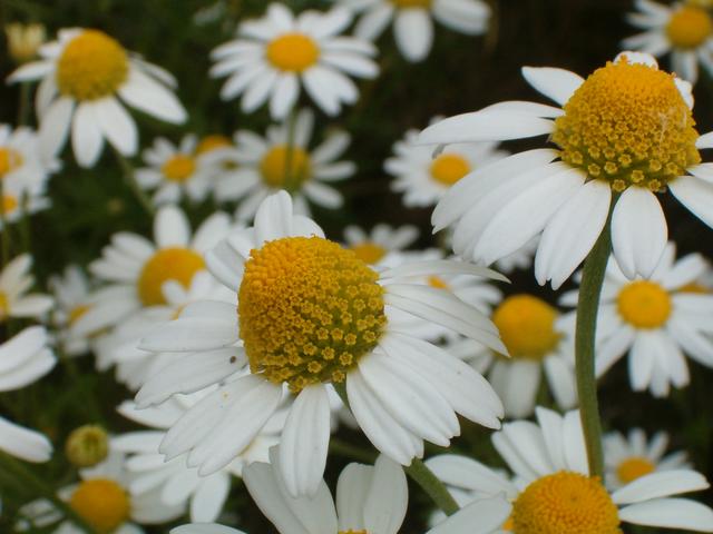 Chamomile may help diabetics and hyperglycemics.