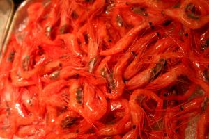 Krill, the source of krill oil.