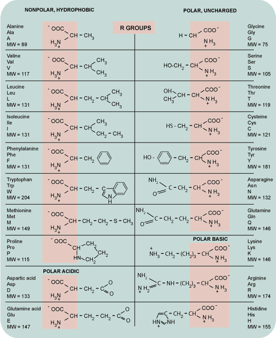 Humans use 20 different amino acids; each has unique properties and benefits.