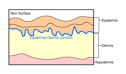 Nourish the outer layer of skin (epidermis) by nourishing the innermost layers (dermis).