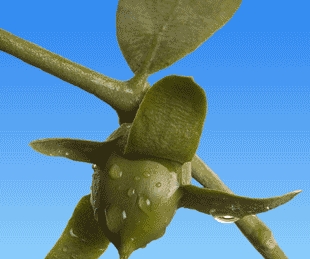 Jojoba seed pods, the source of jojoba oil.