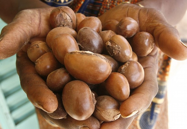 Shea nuts, also known as karite nuts.