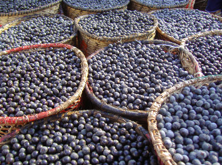 Acai berries. Most acai supplements use freeze-dried berries or juice.