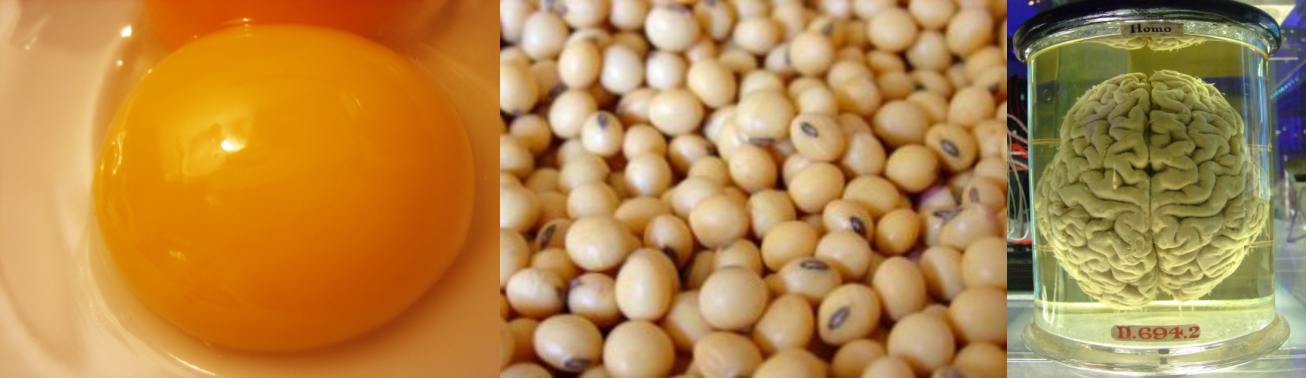 Egg yolks, soybeans and brains: 3 delicious sources of dietary lecithin