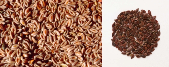 Fiber supplements help eliminate waste from the GI tract. Two popular kinds are made from the ground husks of psyllium seed (left) and ground whole flax seeds (right). 