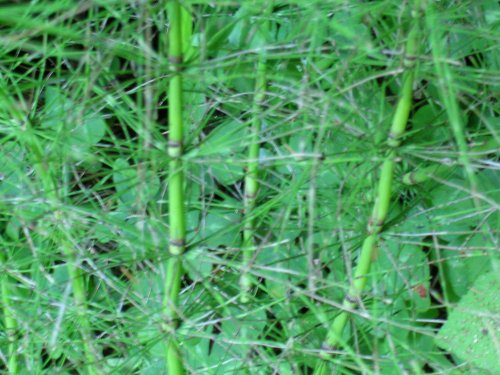 Horsetail grass is an herbal source of the trace mineral silica, needed for hair and collagen production.