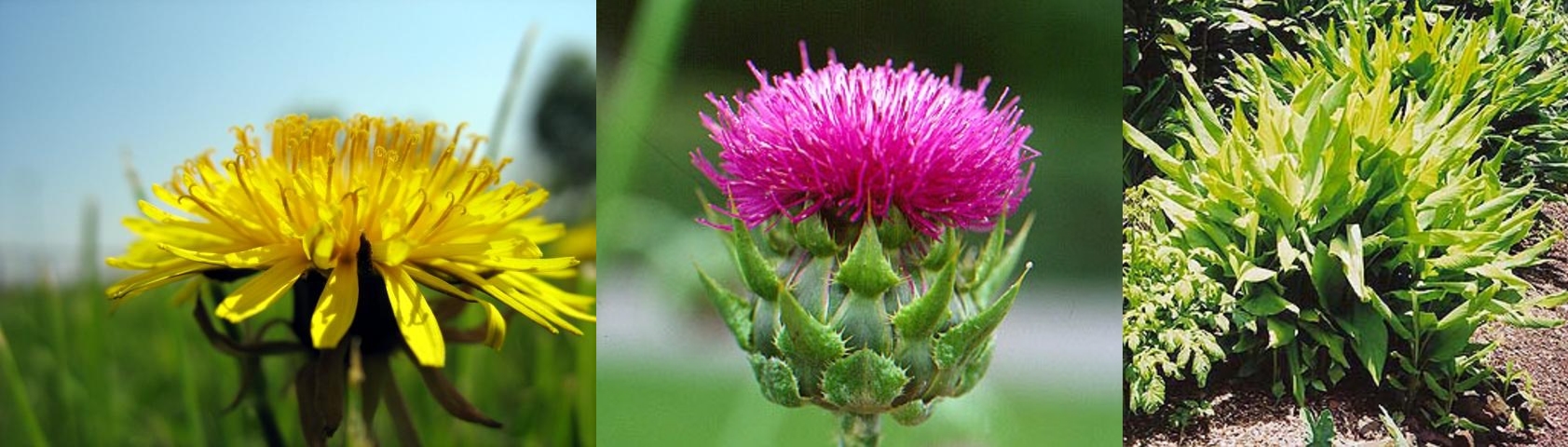 Popular liver-support herbs include (L-R) dandelion, milk thistle and turmeric.