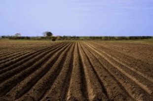 Problem: the higher the crop yield, the lower the nutritional content.