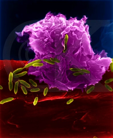 A macrophage ingesting bacteria.