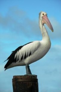 Happy Pelican approves of this post.