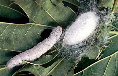 Silkworms produce serrapeptase enzyme to digest their cocoon.