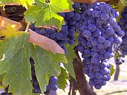 Grape seed extract contains potent antioxidant polyphenols.