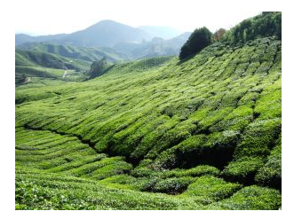 Green Tea fields